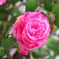 uploads/erp/collection/images/Home Garden/CongDing/XU0611822/img_b/XU0611822_img_b_3